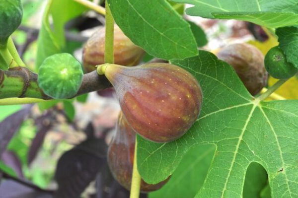 Ficus carica 'Brown Turkey' vijg, 2 liter pot - Afbeelding 3