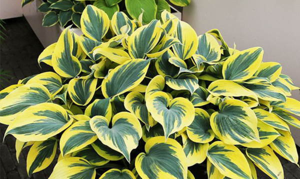 Hosta Ben Vernooij, hosta, vaste plant, 2L pot - Image 3