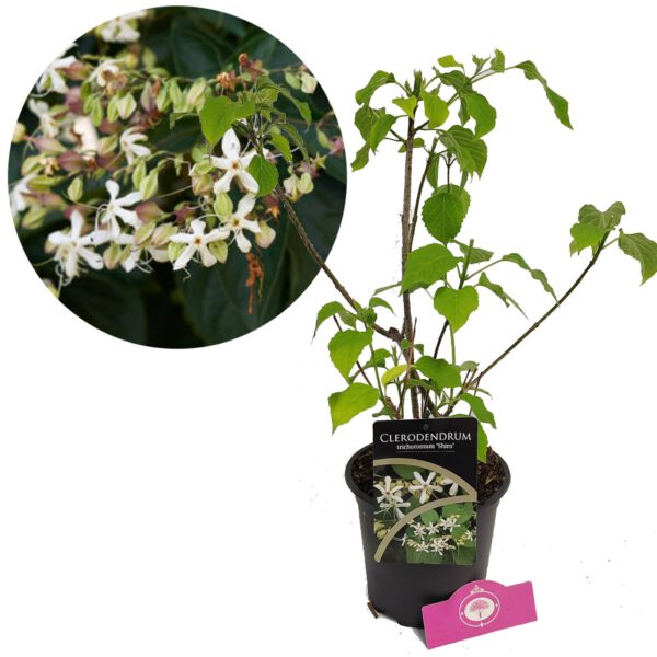 Clerodendrum trichotomum 'Shiro' kanselboom, pindakaasboom, 2 liter pot