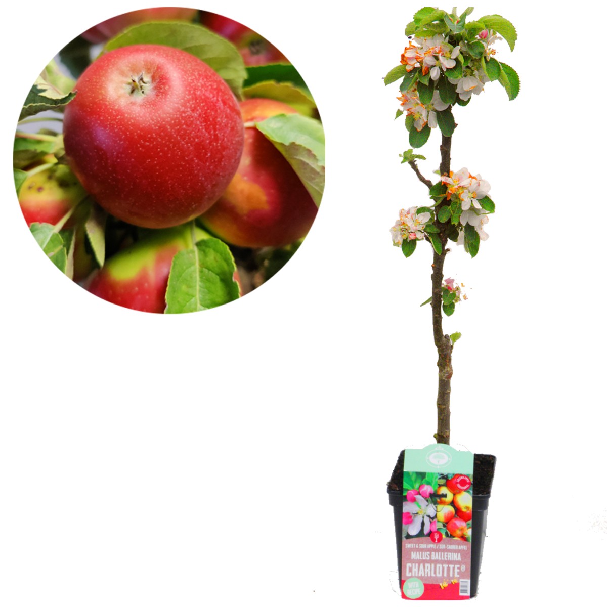 Buy Malus Domestica Ballerina Charlotte 5 Liter Pot Columnar Apple 