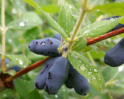 Groseilles à miel