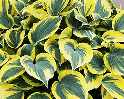 Hostas