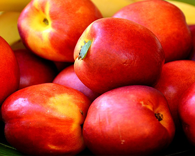 Nectarines