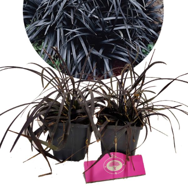 Set van 4x zwart gras- Ophiopogon plan. ‘Niger’ – Hoogte 20cm – 9cm pot – Slangenbaard