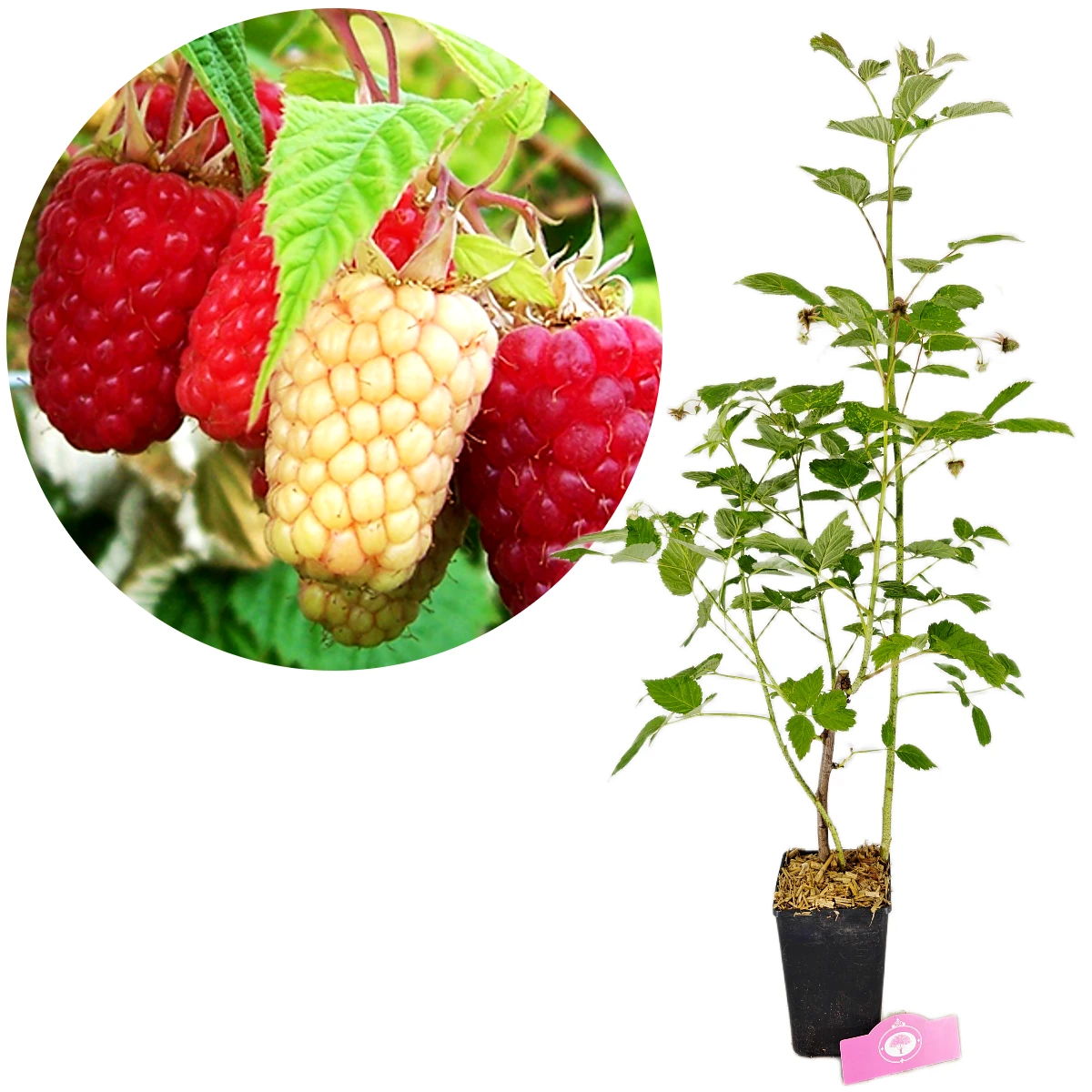 Rubus Ideaus 'Polka' Red raspberry bush, 2-litre pot