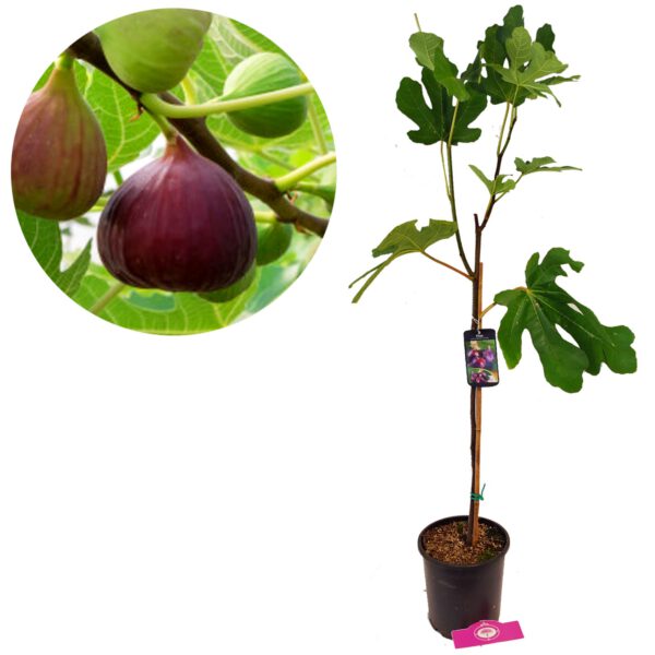 Ficus carica 'Brown Turkey' vijg, 2 liter pot