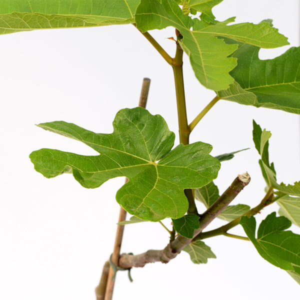 Ficus carica 'Brown Turkey' vijg, 2 liter pot - Afbeelding 2