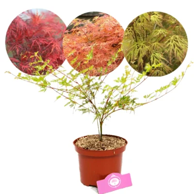 Acer palmatum 'Emerald Lace' Japanese maple, 2 liter pot