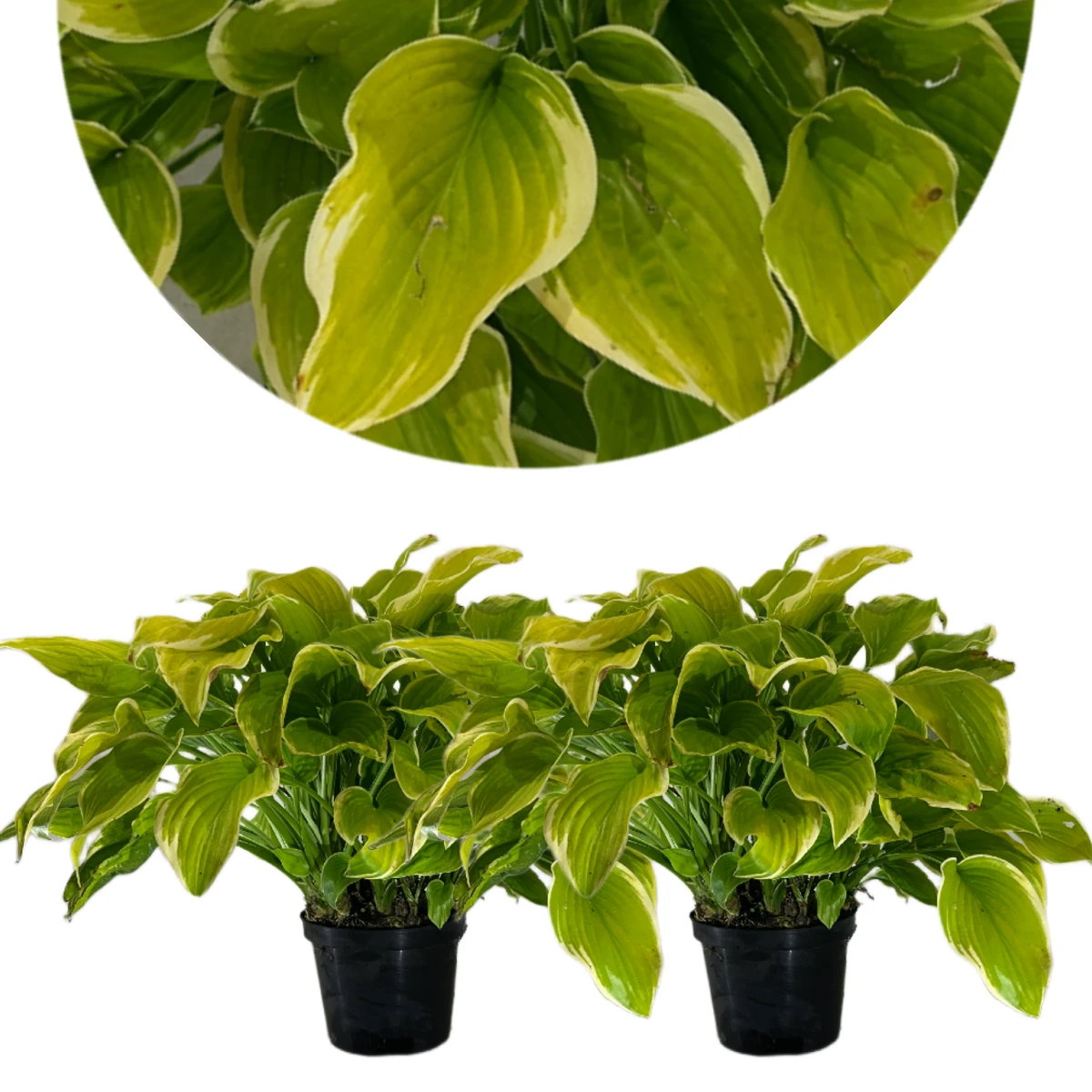 Set van 2 Hosta Ben Vernooij, hosta - vaste plant - 2L pot