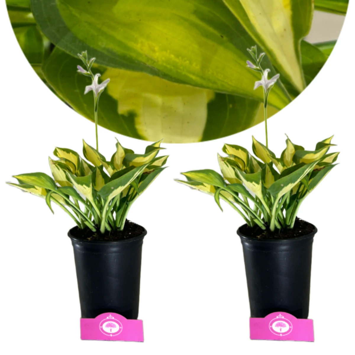 Set van 2 Hosta 'Whirlwind' - Vaste plant - 2L pot