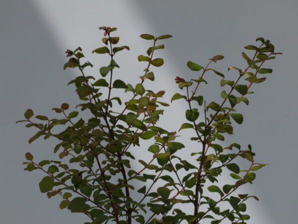 Symphoricarpos doorenbosii 'Magic Berry' roze sneeuwbes, 2 liter pot - Afbeelding 3