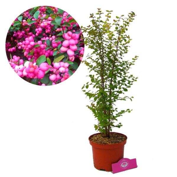 Symphoricarpos doorenbosii 'Magic Berry' roze sneeuwbes, 2 liter pot