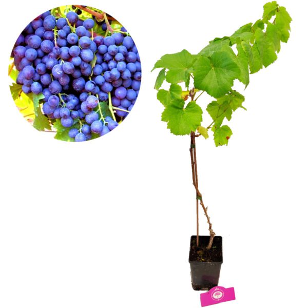 Set van 3 druivenplanten - Rode, blauwe en witte druif - Hoogte 70cm - Vitis vinifera - Afbeelding 5