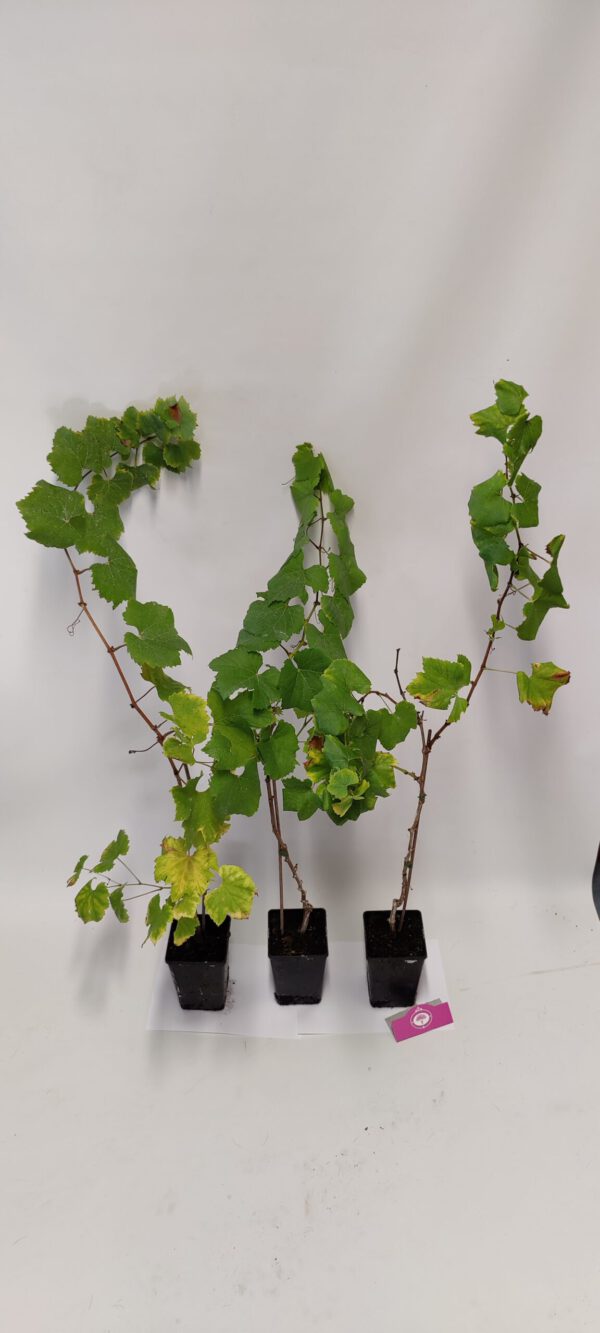 Set van 3 druivenplanten - Rode, blauwe en witte druif - Hoogte 70cm - Vitis vinifera - Afbeelding 2