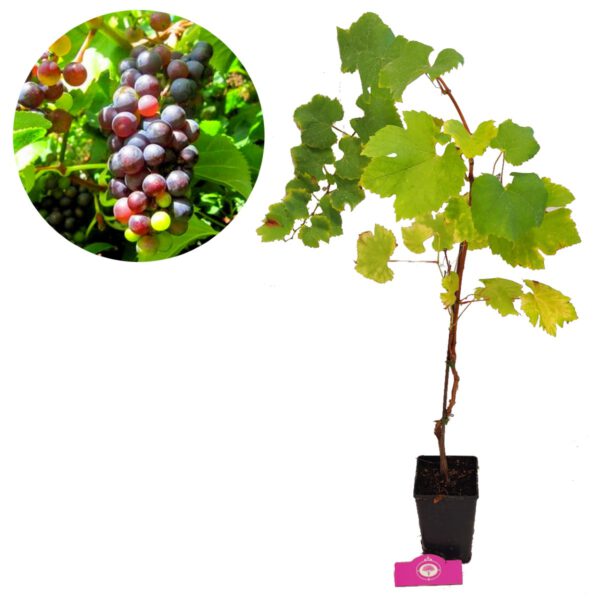 Set van 3 druivenplanten - Rode, blauwe en witte druif - Hoogte 70cm - Vitis vinifera - Afbeelding 3