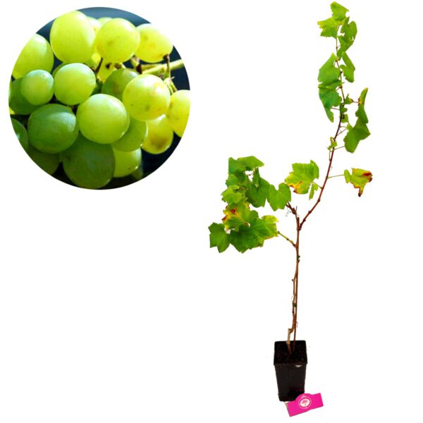 Set van 3 druivenplanten - Rode, blauwe en witte druif - Hoogte 70cm - Vitis vinifera - Afbeelding 4