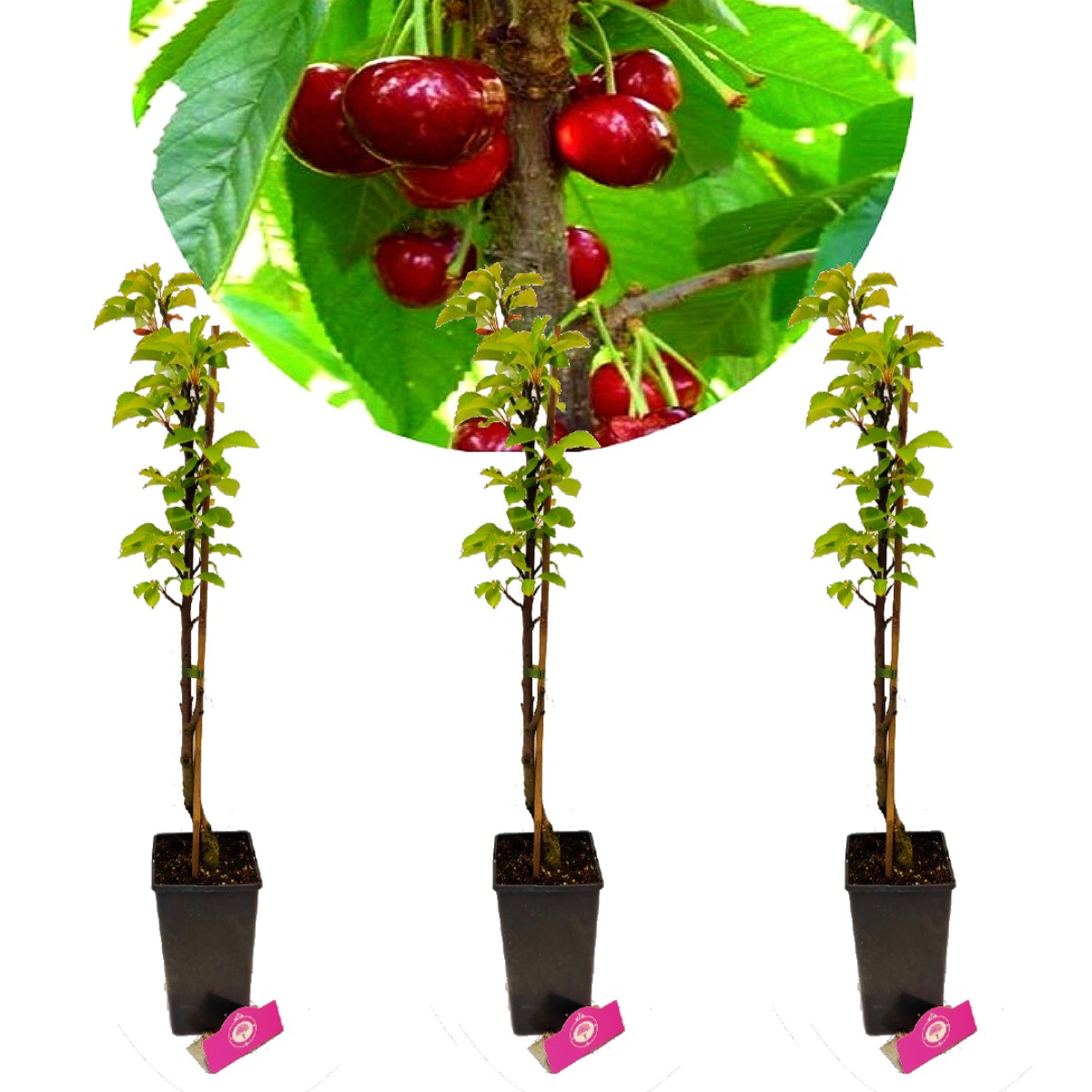 set-van-3-zuilkersen-3x-prunus-boas-zuilkers-hoogte-60cm-3l