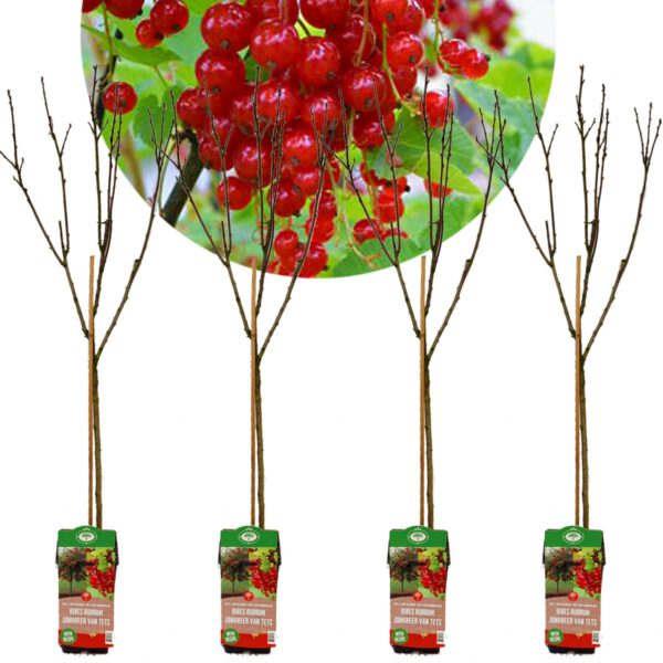 Set van 4 Aalbessen op stam - Ribes rubrum 'Jonkheer van Tets' - Aalbes op stam - Hoogte +80cm - 3L pot