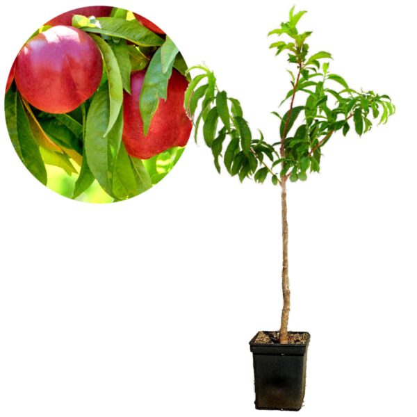 Prunus Persica 'Red Gold' nectarine, 5 liter pot