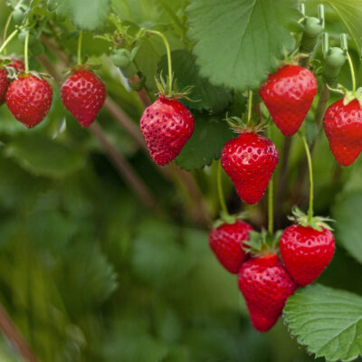 Fraises