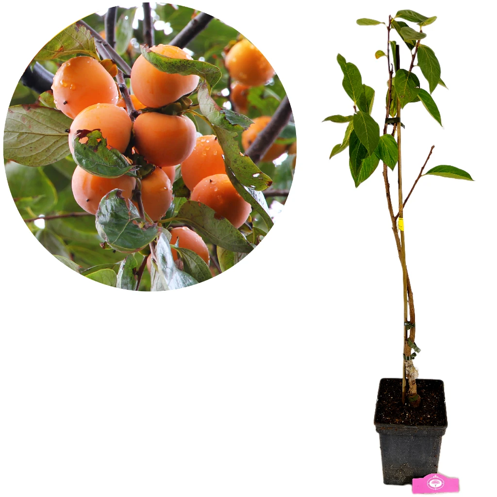 Diospyros Kaki 'Mela', Sharonfruit, 5 liter pot, Hoogte 90cm