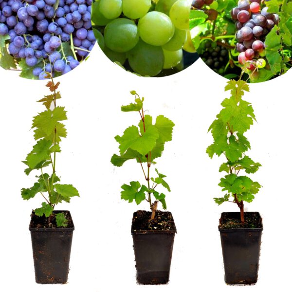 Set van 3 wijndruiven - 'Chardonnay', 'Merlot' en 'Sauvignon' - Hoogte 70cm - Vitis vinifera - Mix B