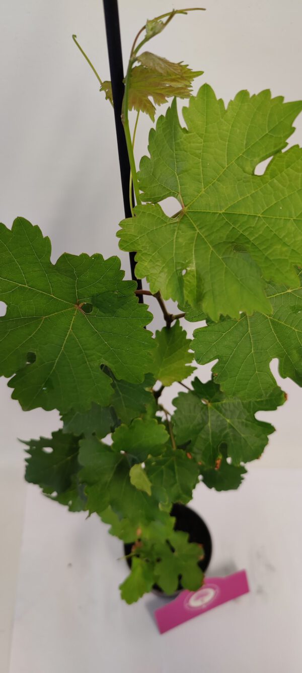 Set van 2 Druiven - Vitis vinifera 'Cabernet Cortis' - Hoogte 40cm - 9cm pot - Afbeelding 2