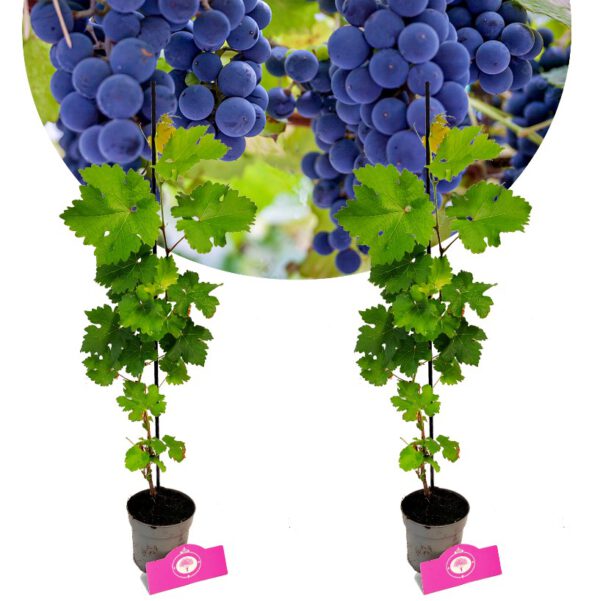 Set van 2 Druiven - Vitis vinifera 'Cabernet Cortis' - Hoogte 40cm - 9cm pot