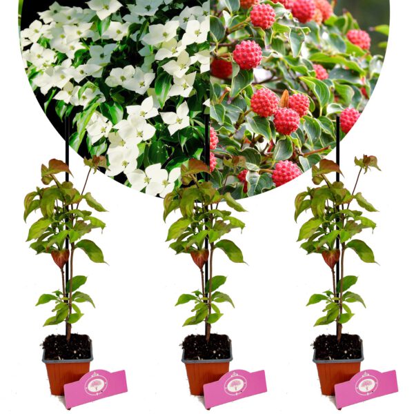 Set of 3 Chinese Dogwood - Cornus kousa 'Chinensis' - Height 30cm - 9cm pot