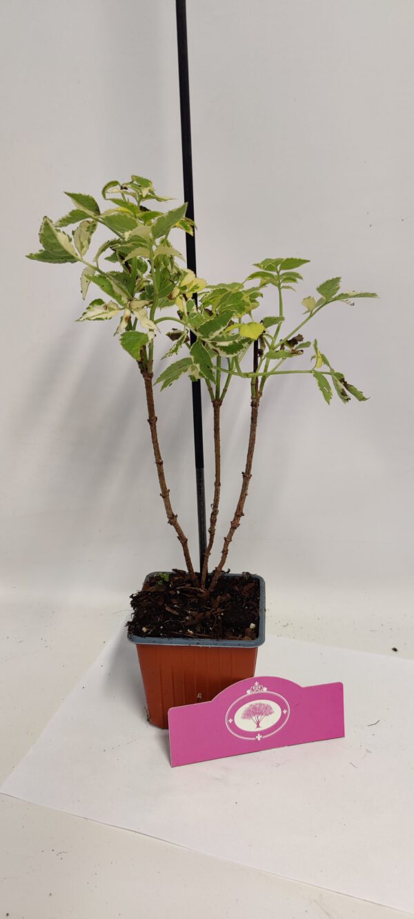 Set Van 4 Bonte vlier - Sambucus nigra 'Madonna' – Hoogte 25cm - 9cm pot - Afbeelding 2