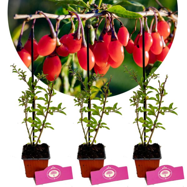 Set van 3 Goji bessen - Lycium Barbarum - Boksdoorn - Hoogte 30cm - 9cm pot