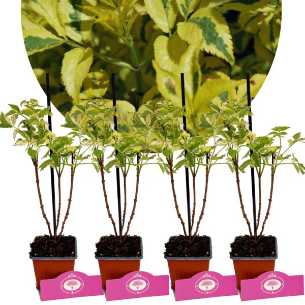 Set Van 4 Bonte vlier - Sambucus nigra 'Madonna' – Hoogte 25cm - 9cm pot