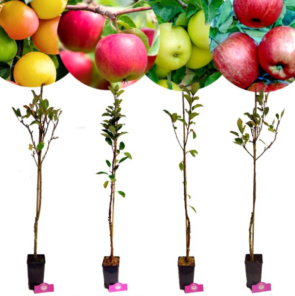 Set van 4 appelbomen - 'Golden delicious', 'Red delicious', 'Sweet summer', 'champion' - Hoogte +80cm - 1,5 liter pot