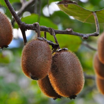 Kiwis