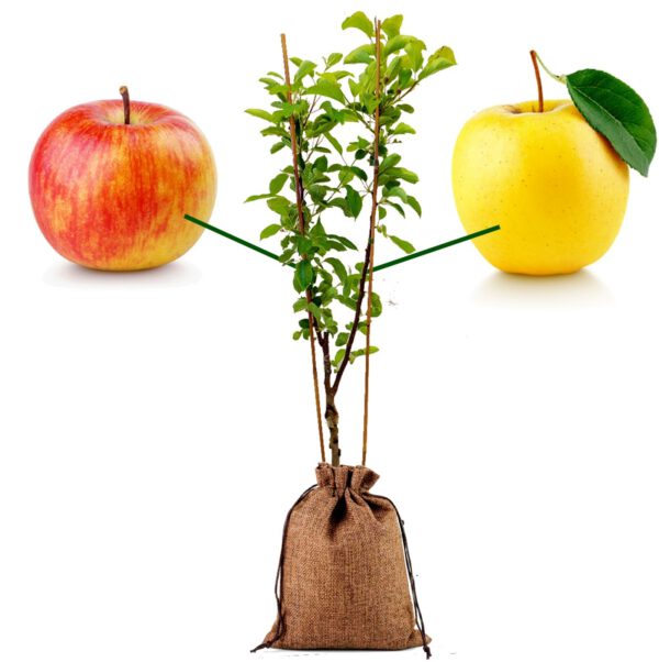 Duo-appel Appelboom Geschenk + Extra’s