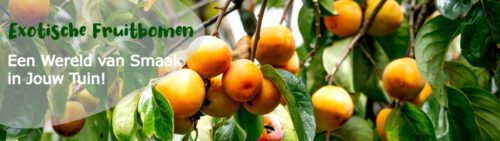 Exotische Obstbäume wie Kakis, Granatäpfel und Feigen