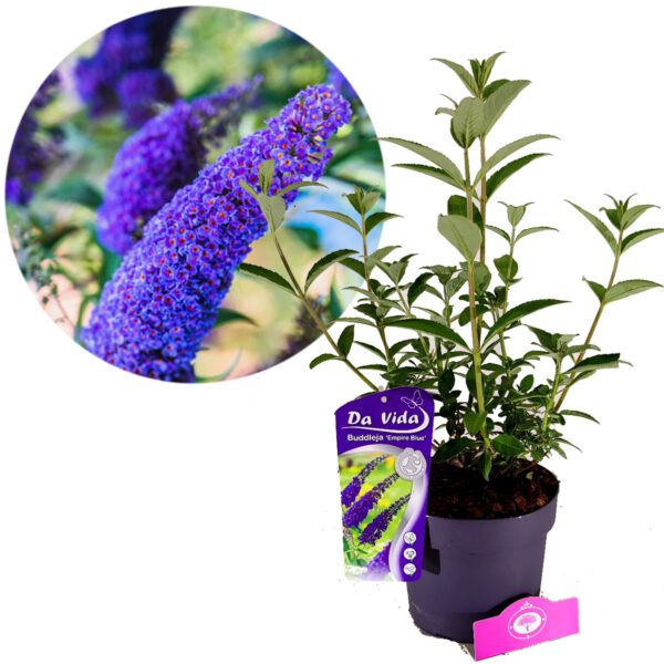 Buddleja davidii ‘Empire Blue’, Vlinderstruik, 3 liter pot