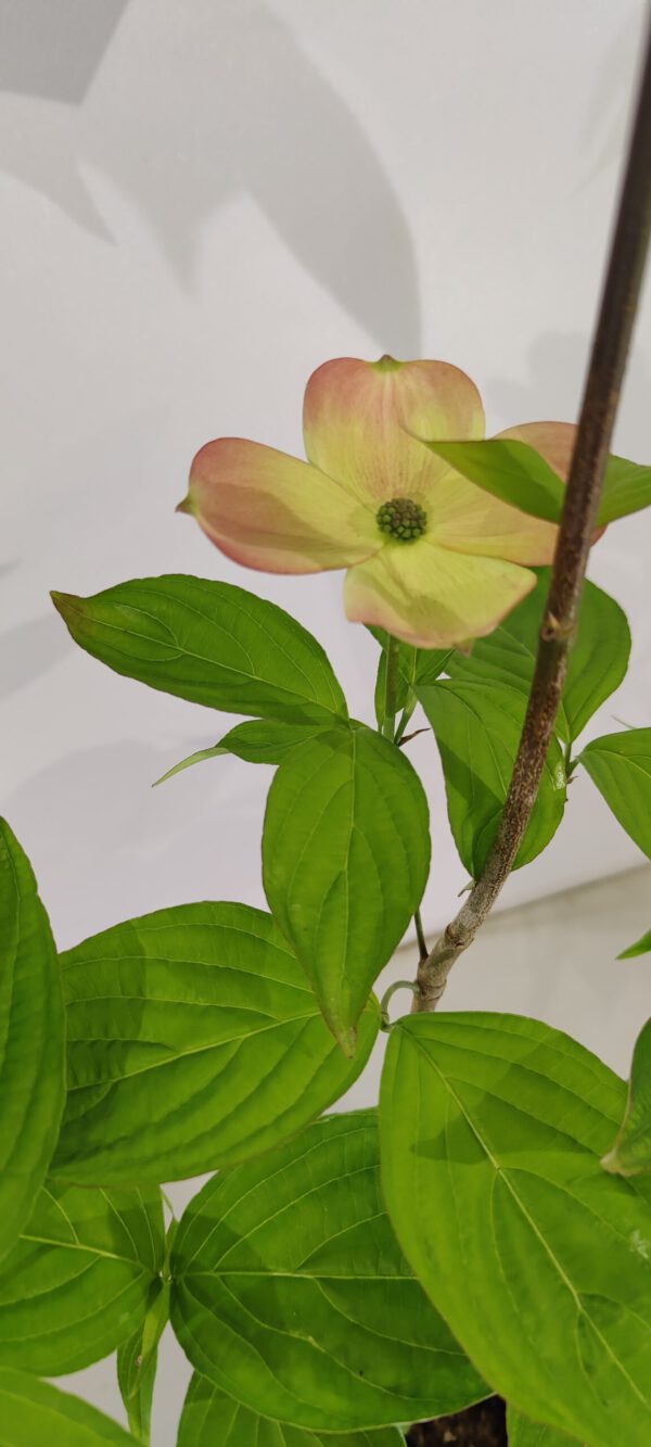 Cornus 'Rutfan' (STARDUST), Kornoelje, 2 liter pot - Afbeelding 2