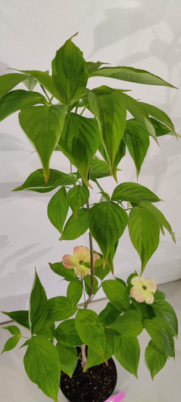 Cornus 'Rutfan' (STARDUST), Kornoelje, 2 liter pot - Afbeelding 3