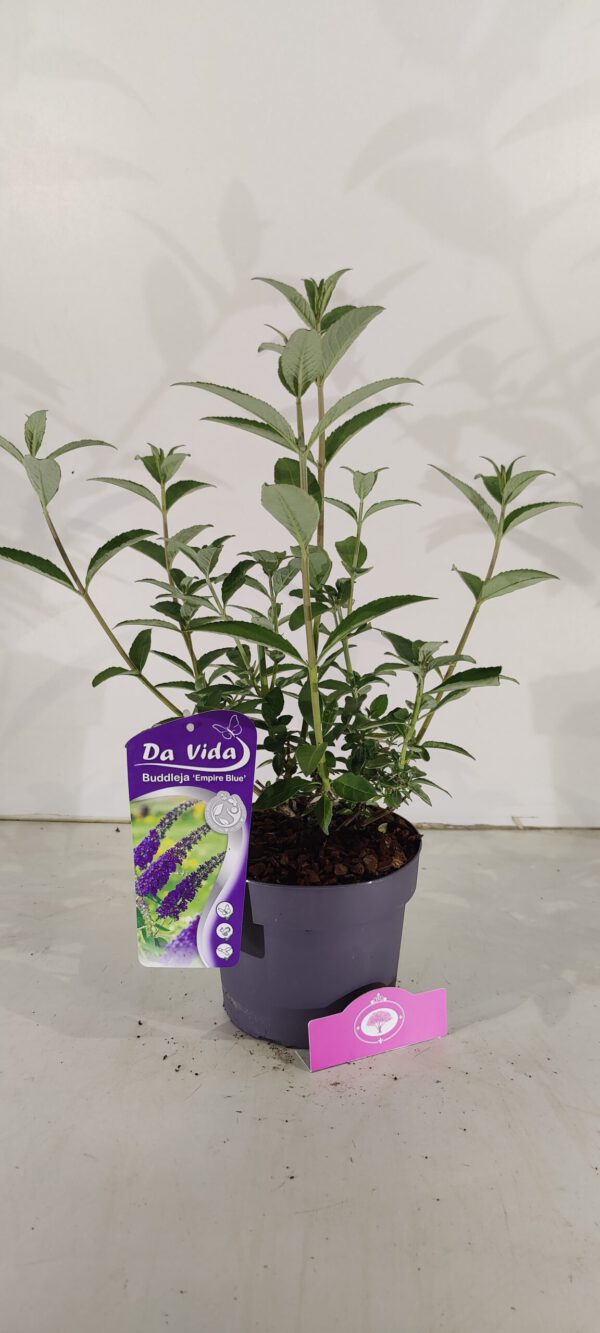 Buddleja davidii ‘Empire Blue’, Vlinderstruik, 3 liter pot - Afbeelding 3