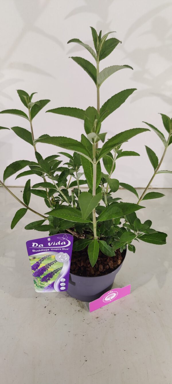 Buddleja davidii ‘Empire Blue’, Vlinderstruik, 3 liter pot - Afbeelding 2