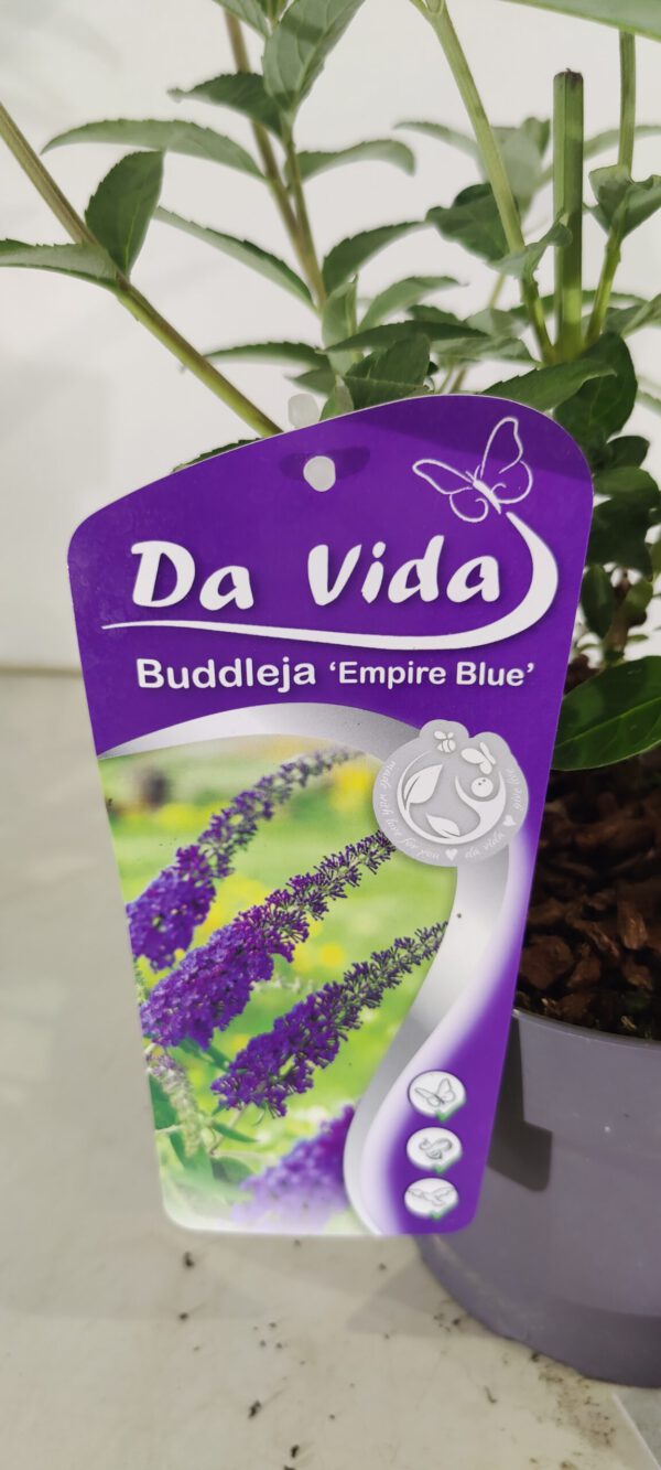 Buddleja davidii ‘Empire Blue’, Vlinderstruik, 3 liter pot - Afbeelding 4