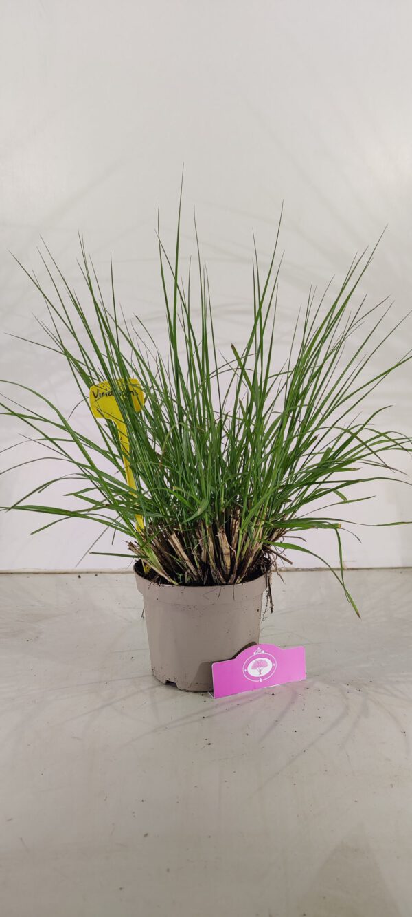 Set van 3 Lampepoetsersgras - Pennisetum alopecuroides 'Viridescens' – Hoogte 40cm – 2 liter pot - Afbeelding 2