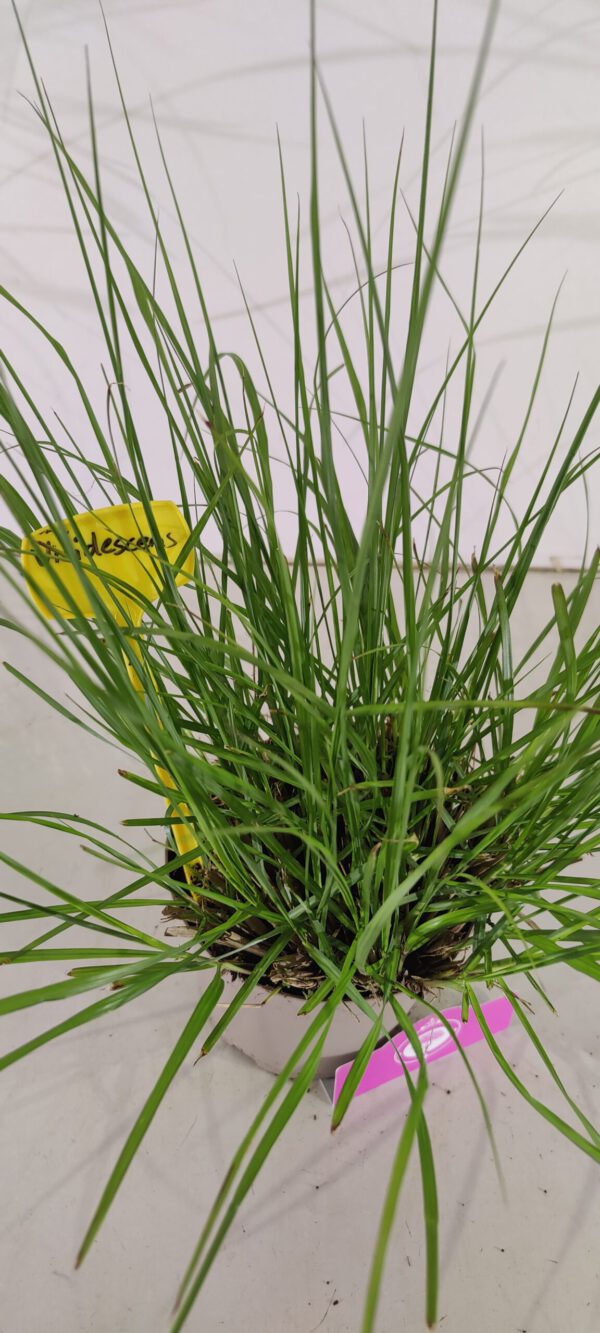 Set van 3 Lampepoetsersgras - Pennisetum alopecuroides 'Viridescens' – Hoogte 40cm – 2 liter pot - Afbeelding 3