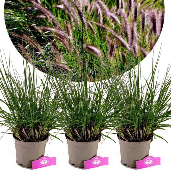 Set van 3 Lampepoetsersgras - Pennisetum alopecuroides 'Viridescens' – Hoogte 40cm – 2 liter pot