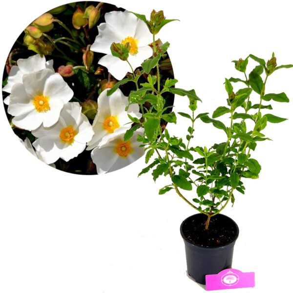 Cistus x hybridus, Rotsroos, Hoogte 40cm, 1,5 liter pot