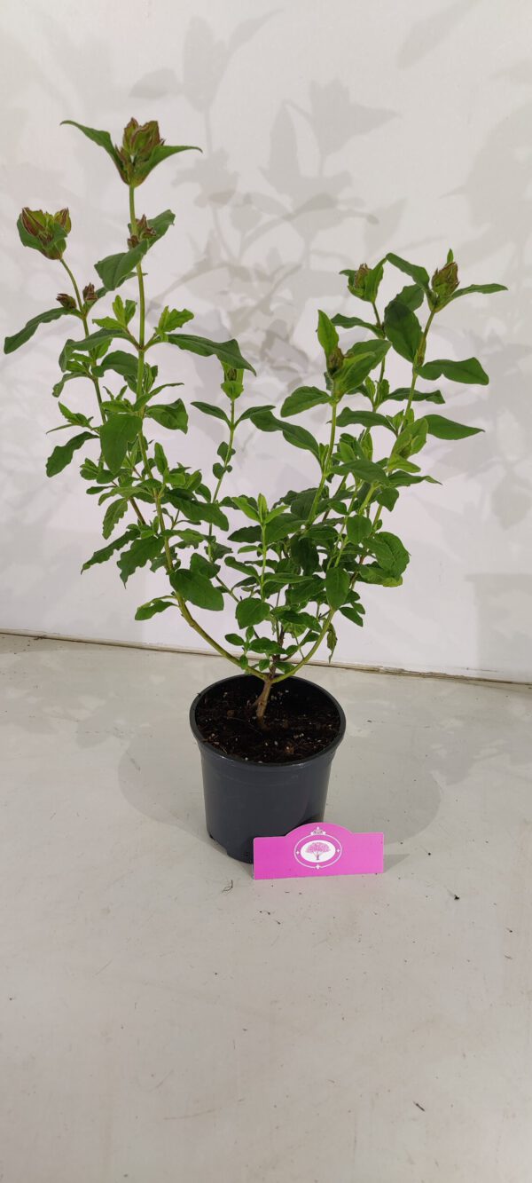 Cistus x hybridus, Rotsroos, Hoogte 40cm, 1,5 liter pot - Afbeelding 2