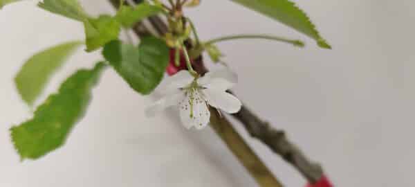 Prunus avium ‘Kordia’ Kersenboom, 1,5 Liter pot - Afbeelding 3