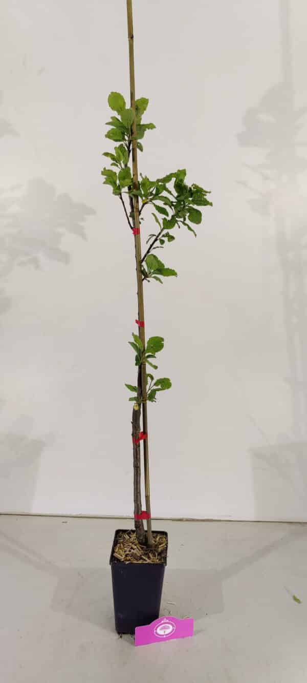 Prunus Domestica 'President', Pruimenboom, 1,5 Liter pot - Afbeelding 2