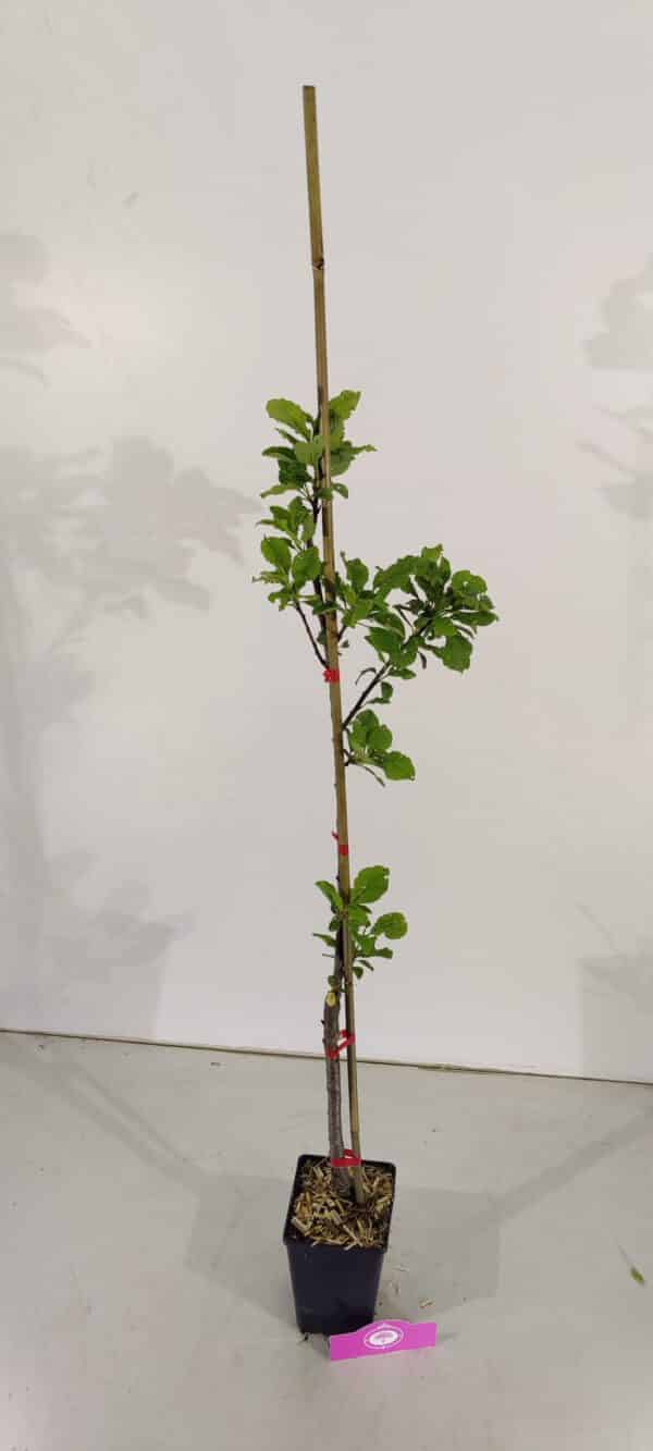 Prunus Domestica 'President', Pruimenboom, 1,5 Liter pot - Afbeelding 3